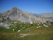 panorama al passo della mulattiera