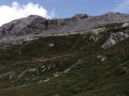 Gregge di pecore al pascolo