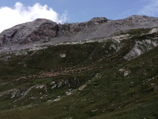 Gregge di pecore al pascolo