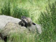 Un'affettuosa marmotta